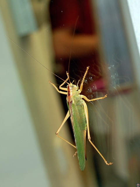 img00026.jpg